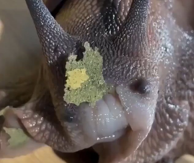 Snail eating a leafy snack