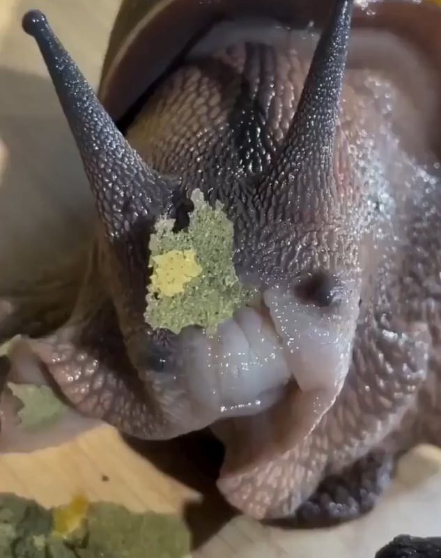 Snail eating a leafy snack