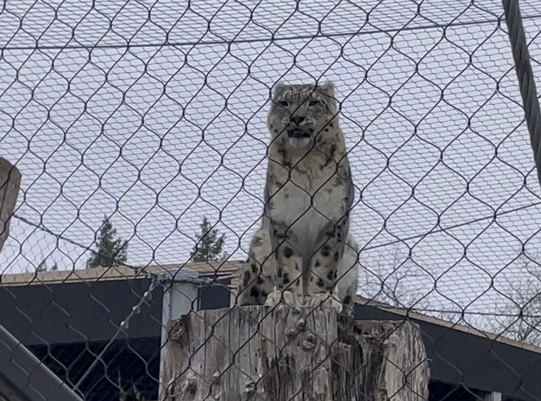 Snow leopards just sound like scaled up house cats.