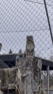 Snow leopards just sound like scaled up house cats.