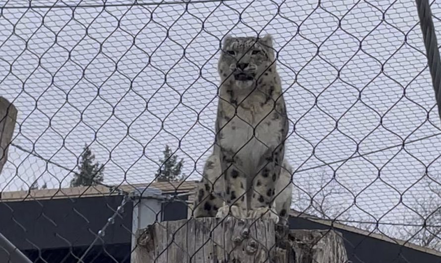 Snow leopards just sound like scaled up house cats.