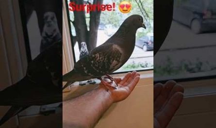 So He Claims the Throne!