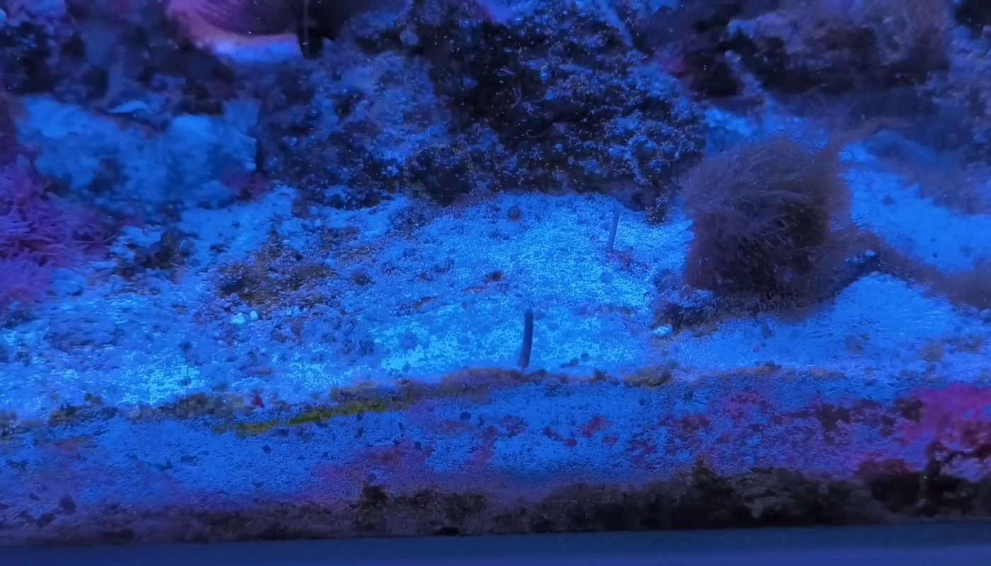 Some carnivorous snail emerging to hunt in my tank. This is a Babylon snail, size of a wallnut. The second one is still hidden a bit deeper, waiting and sniffing for some meat. You are safe, they are not that fast (but fast for a snail!)