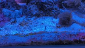 Some carnivorous snail emerging to hunt in my tank. This is a Babylon snail, size of a wallnut. The second one is still hidden a bit deeper, waiting and sniffing for some meat. You are safe, they are not that fast (but fast for a snail!)