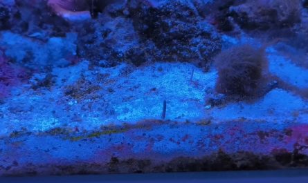 Some carnivorous snail emerging to hunt in my tank. This is a Babylon snail, size of a wallnut. The second one is still hidden a bit deeper, waiting and sniffing for some meat. You are safe, they are not that fast (but fast for a snail!)