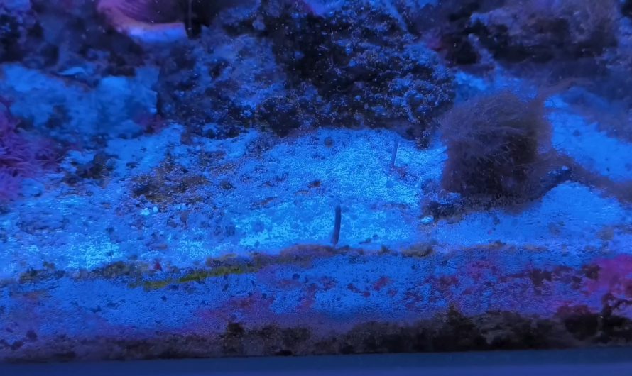 Some carnivorous snail emerging to hunt in my tank. This is a Babylon snail, size of a wallnut. The second one is still hidden a bit deeper, waiting and sniffing for some meat. You are safe, they are not that fast (but fast for a snail!)