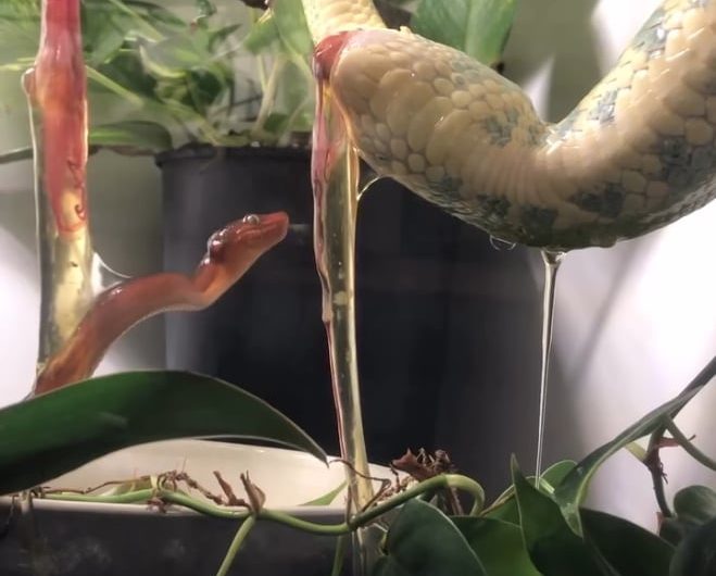 Some species of snakes do not need to lay eggs