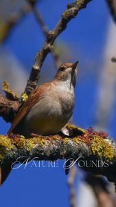 Soothing sounds of nature