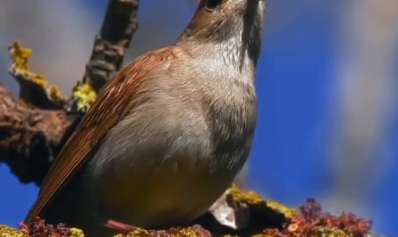 Soothing sounds of nature