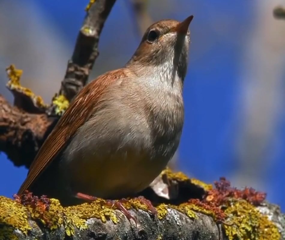 Soothing sounds of nature