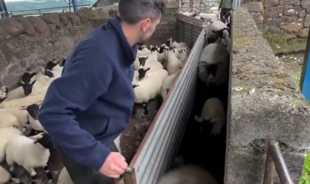 Sorting and treating lambs