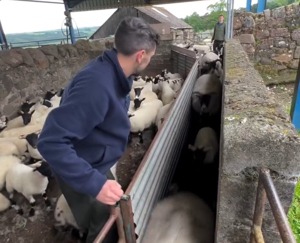 Sorting and treating lambs