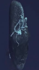 Sperm Whale Surfacing w/ Giant Squid in its Mouth