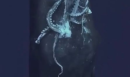 Sperm Whale Surfacing w/ Giant Squid in its Mouth