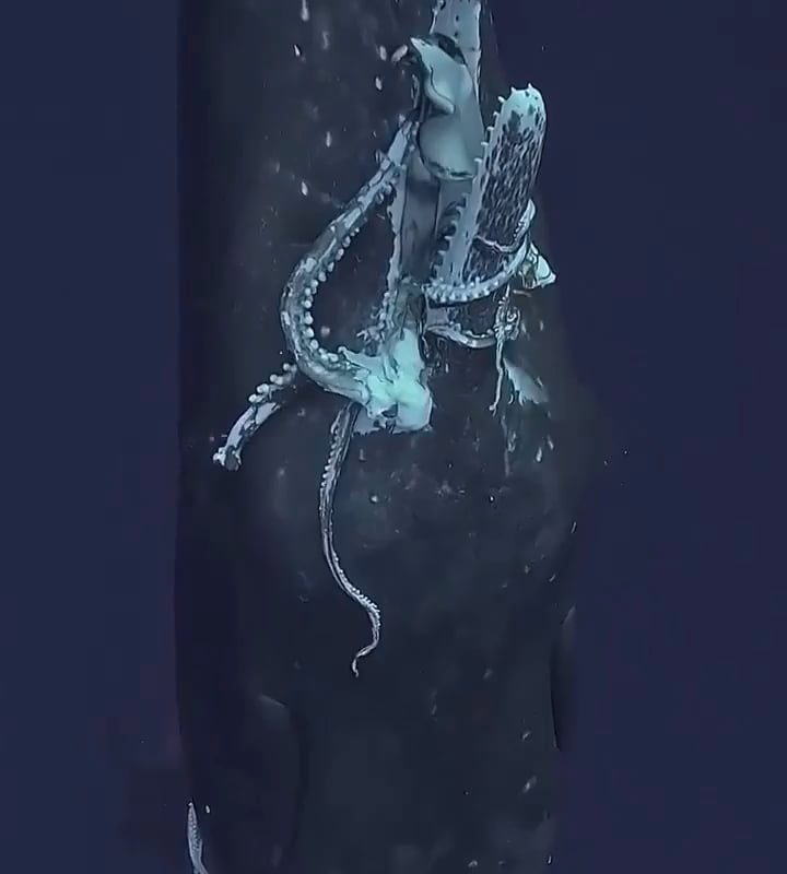 Sperm Whale Surfacing w/ Giant Squid in its Mouth