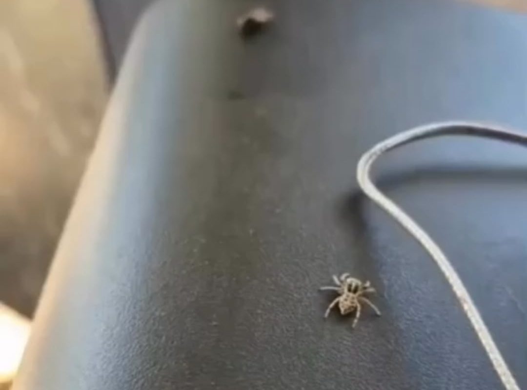 Spider stalks Fly
