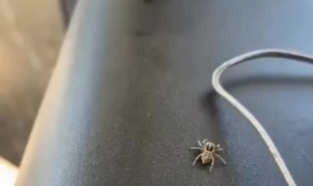 Spider stalks Fly