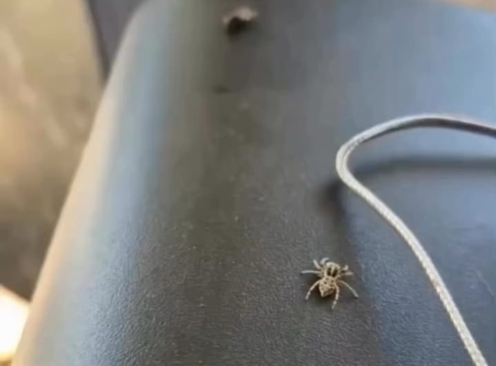 Spider strategically hunting a fly