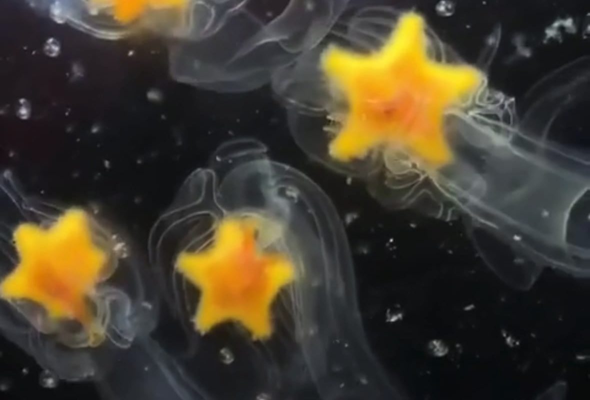 Starfish Larvae. The white structures are cilia (microscopic hair) that help them propel and absorb micronutrients.