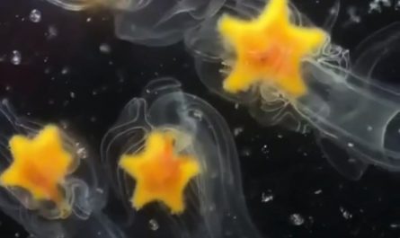 Starfish Larvae. The white structures are cilia (microscopic hair) that help them propel and absorb micronutrients.