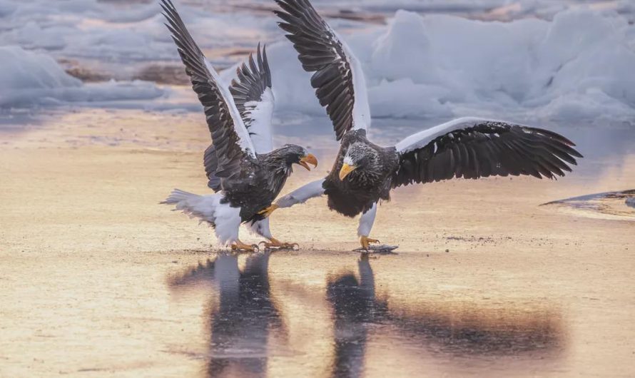 Steller Eages Go Kung Fu Fighting. (Photo:  Michael Lane)