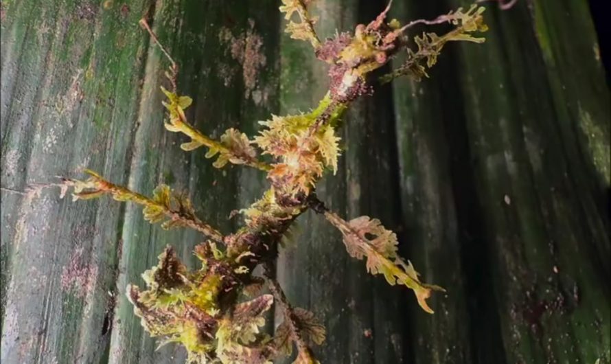 Stick insect mimics epiphytic mosses in its natural habitat