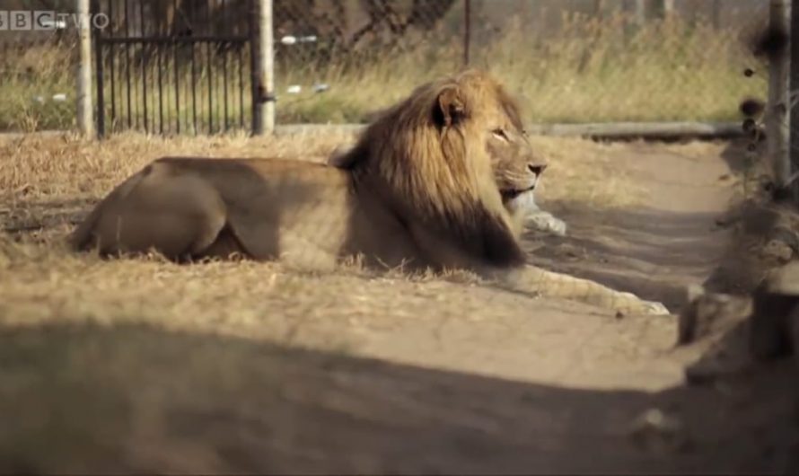 Stoffel , the honey badger that can escape from anywhere