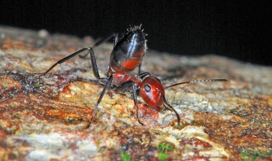 “Suicide Ants” (Colobobsis saundersi) In the forests of Southeast Asia, there is a species of ant with a terrifying yet fascinating defense strategy. When the colony is attacked by a predator and the ant cannot defeat it using conventional means, it explodes!