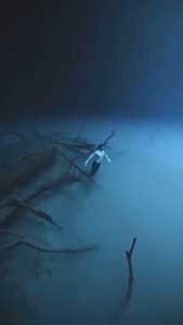 Swimming through a Halocline in the waters depths 🌊