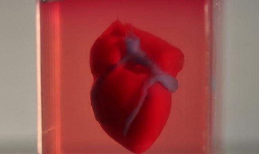TAU scientists print first ever 3D heart using patient’s own cells
