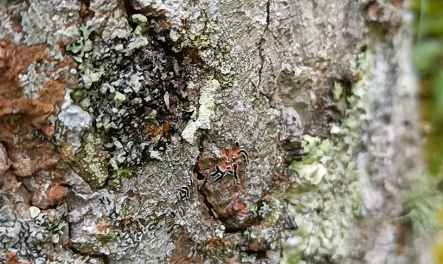 Take a look at this caterpillar I found trying to mimic lichen
