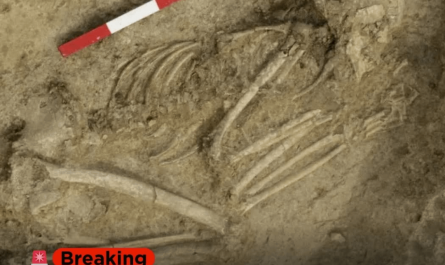 Teenager survived lion bite on the skull. More info in the first comment