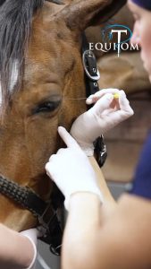 Teeth Removal Procedure of a Horse