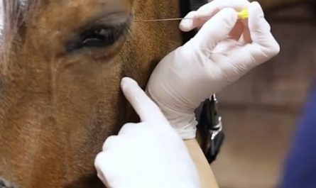 Teeth Removal Procedure of a Horse
