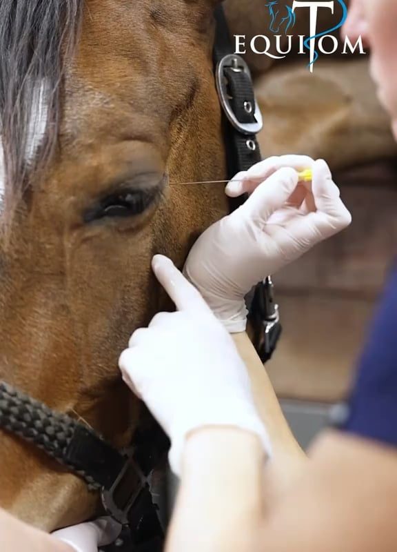 Teeth Removal Procedure of a Horse