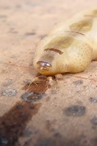 Termite queen laying eggs. The termite queen can live 50 years, longer than any other insect in the world.