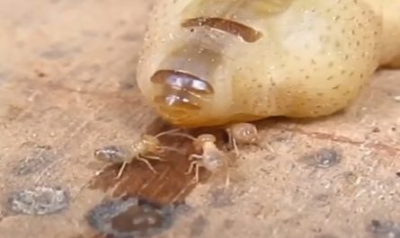 Termite queen laying eggs. The termite queen can live 50 years, longer than any other insect in the world.