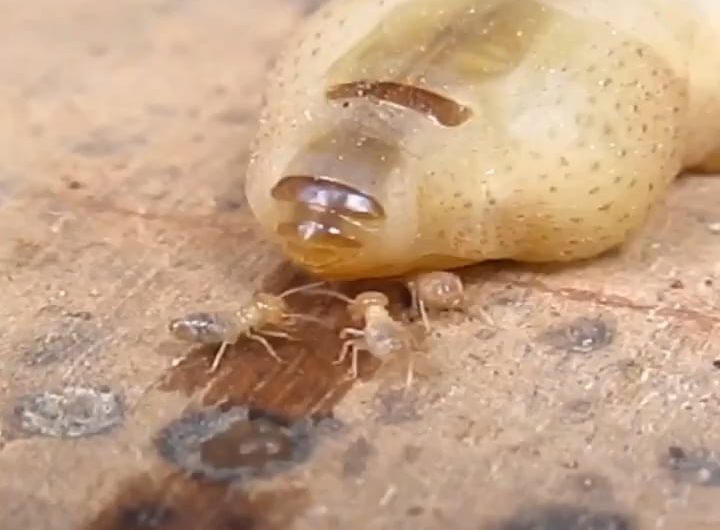 Termite queen laying eggs. The termite queen can live 50 years, longer than any other insect in the world.