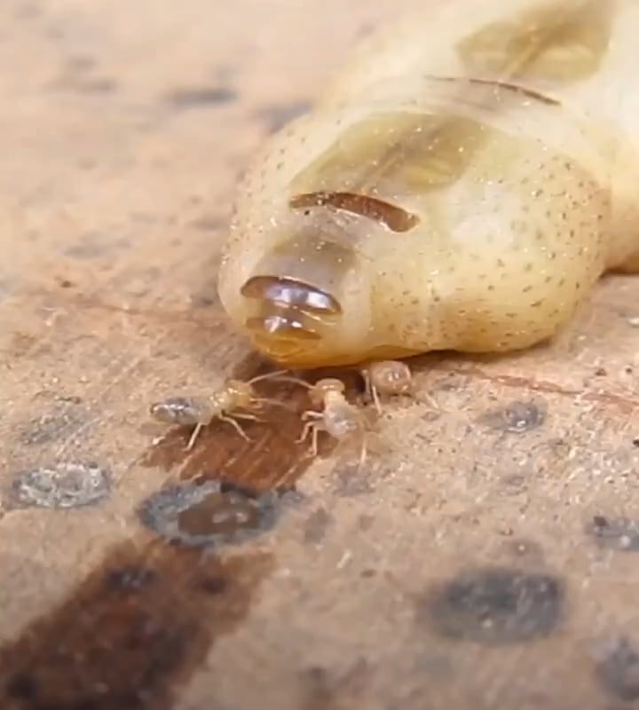 Termite queen laying eggs. The termite queen can live 50 years, longer than any other insect in the world.