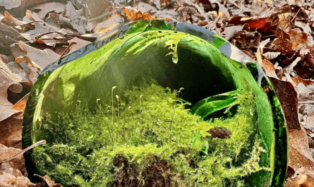 Terrarium evolves in a discarded glass bottle: