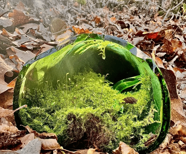 Terrarium evolves in a discarded glass bottle: