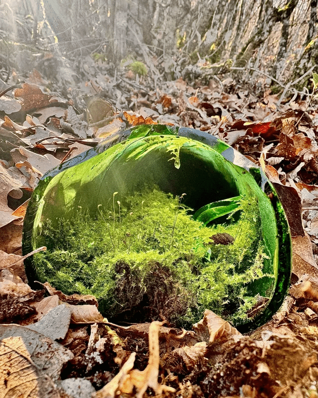 Terrarium evolves in a discarded glass bottle: