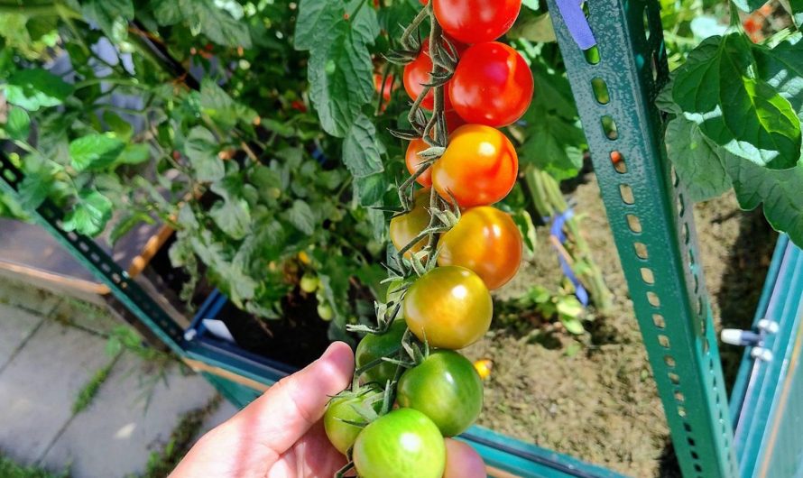 That tree’s leaves reminded me of my tomatos this summer.