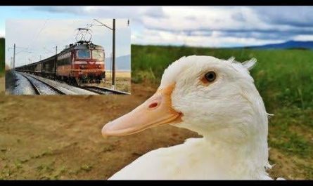 The Best of Both Worlds - Chasing Trains and Walking Ducks