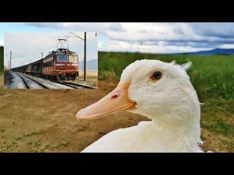 The Best of Both Worlds - Chasing Trains and Walking Ducks