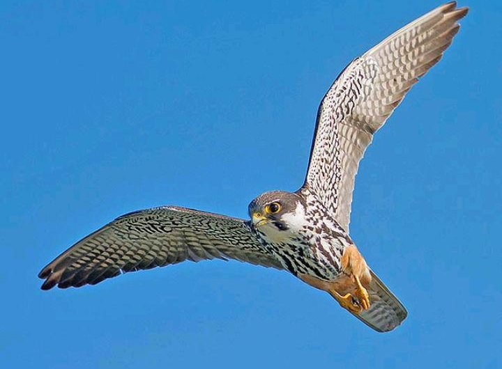 The Eurasian Hobby (falcon subbuteo) was an inspiration for Peter Adolph when he designed the famous table top football game (1947) in Tonbridge Wells England.