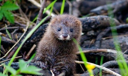 The European mink is one of the most endangered mammals in Europe fewer than 5,000 remain globally as per recent reports, scattered across small river systems after being pushed out by habitat loss and invasive American mink. A native pr