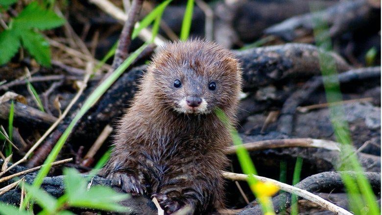 The European mink is one of the most endangered mammals in Europe fewer than 5,000 remain globally as per recent reports, scattered across small river systems after being pushed out by habitat loss and invasive American mink. A native pr