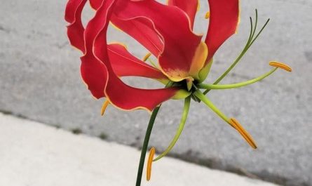 The Flame Lily. National flower of Zimbabwe.