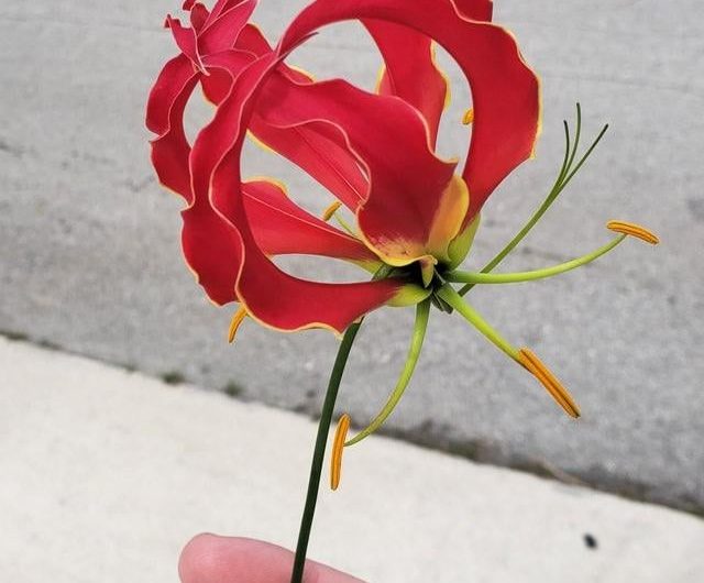 The Flame Lily. National flower of Zimbabwe.